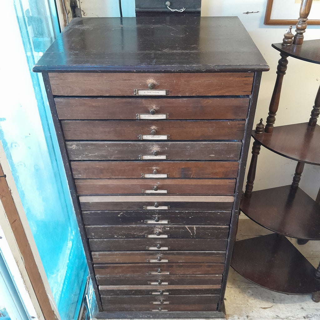 Wooden Butterfly Collectors Cabinet