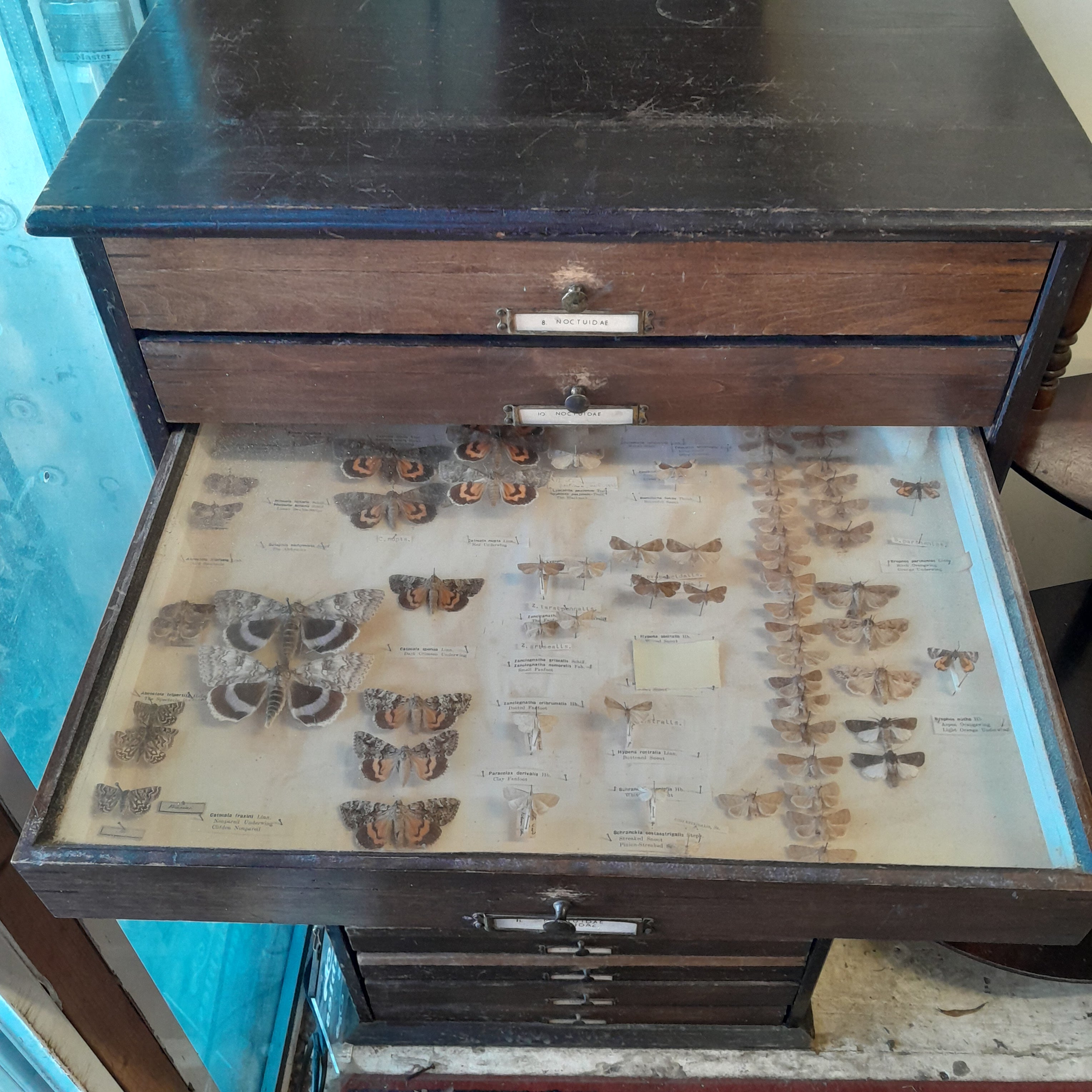 Wooden Butterfly Collectors Cabinet
