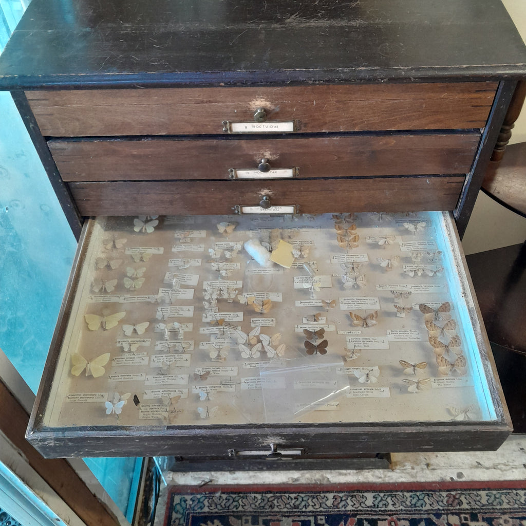 Wooden Butterfly Collectors Cabinet