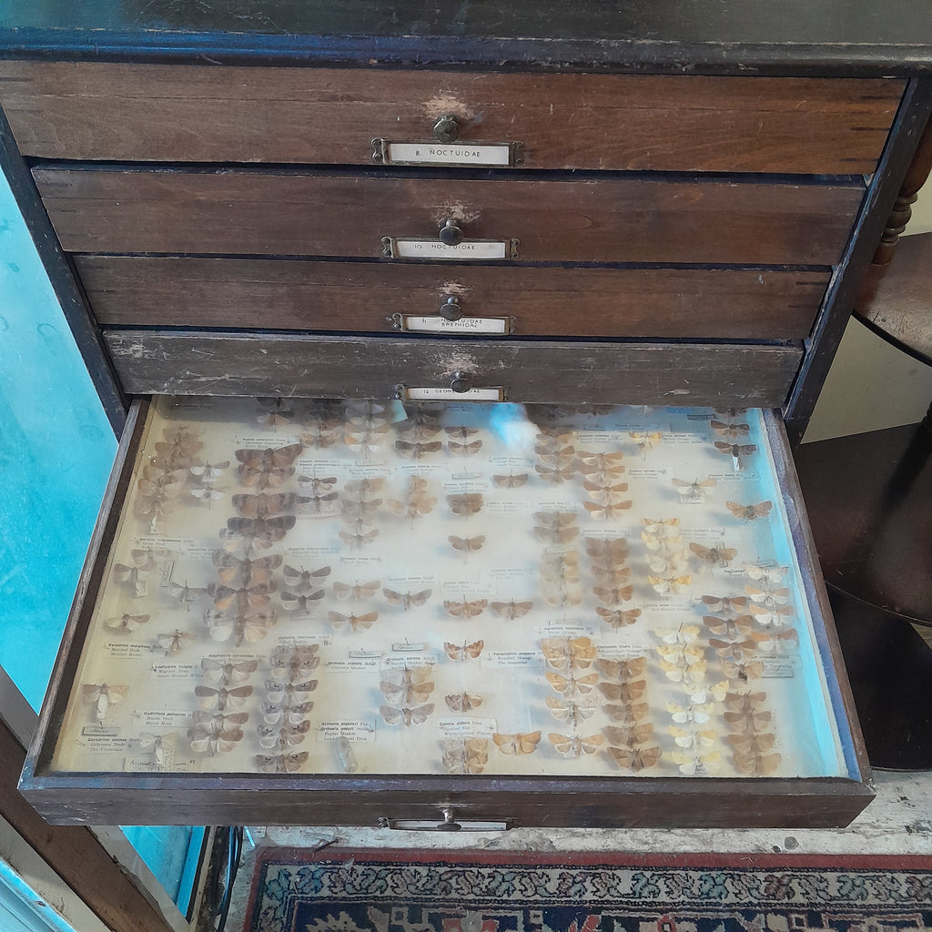 Wooden Butterfly Collectors Cabinet