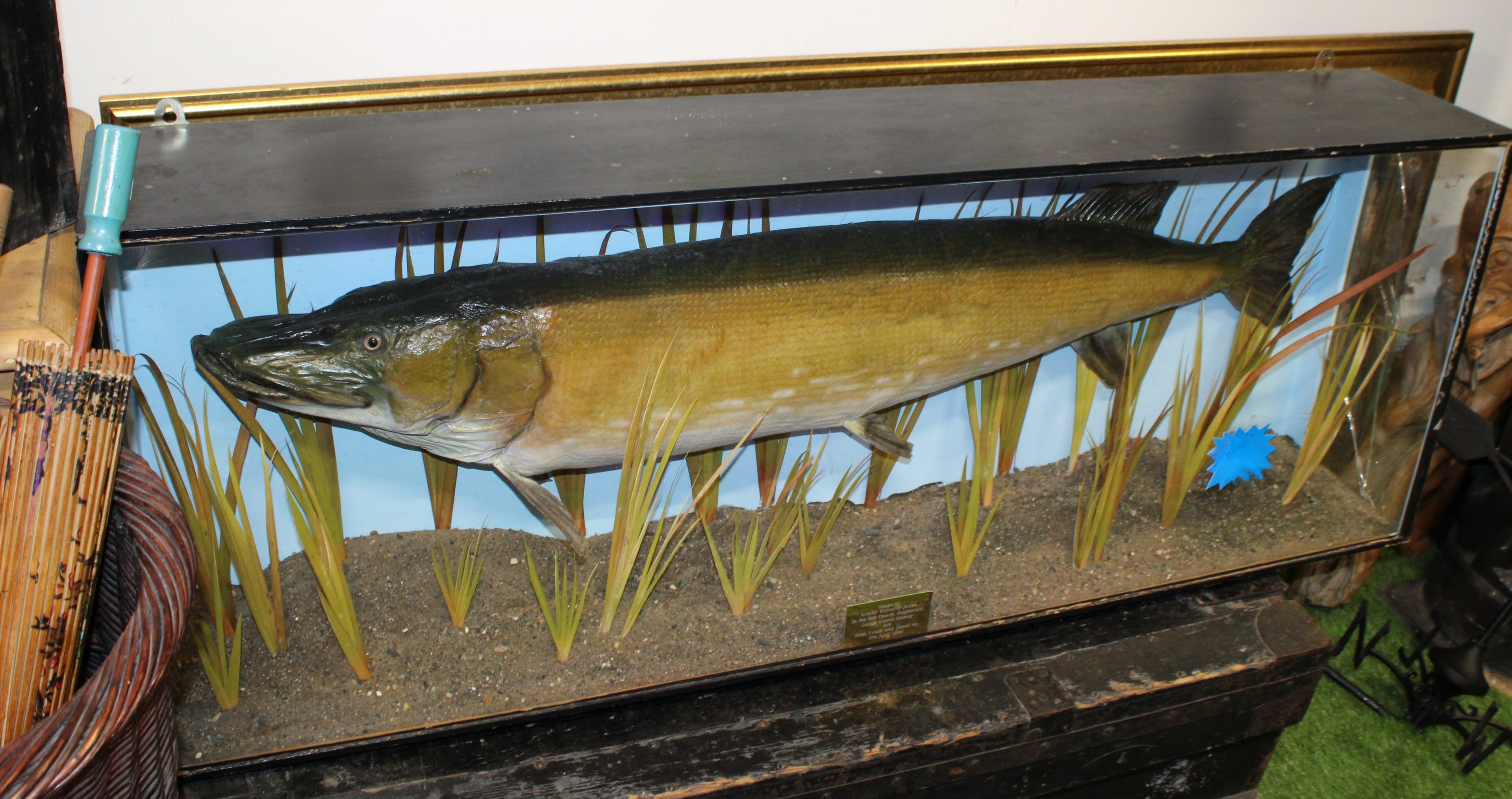 Large PIKE Fish Mounted in Glass Cabinet - 135cm Wide