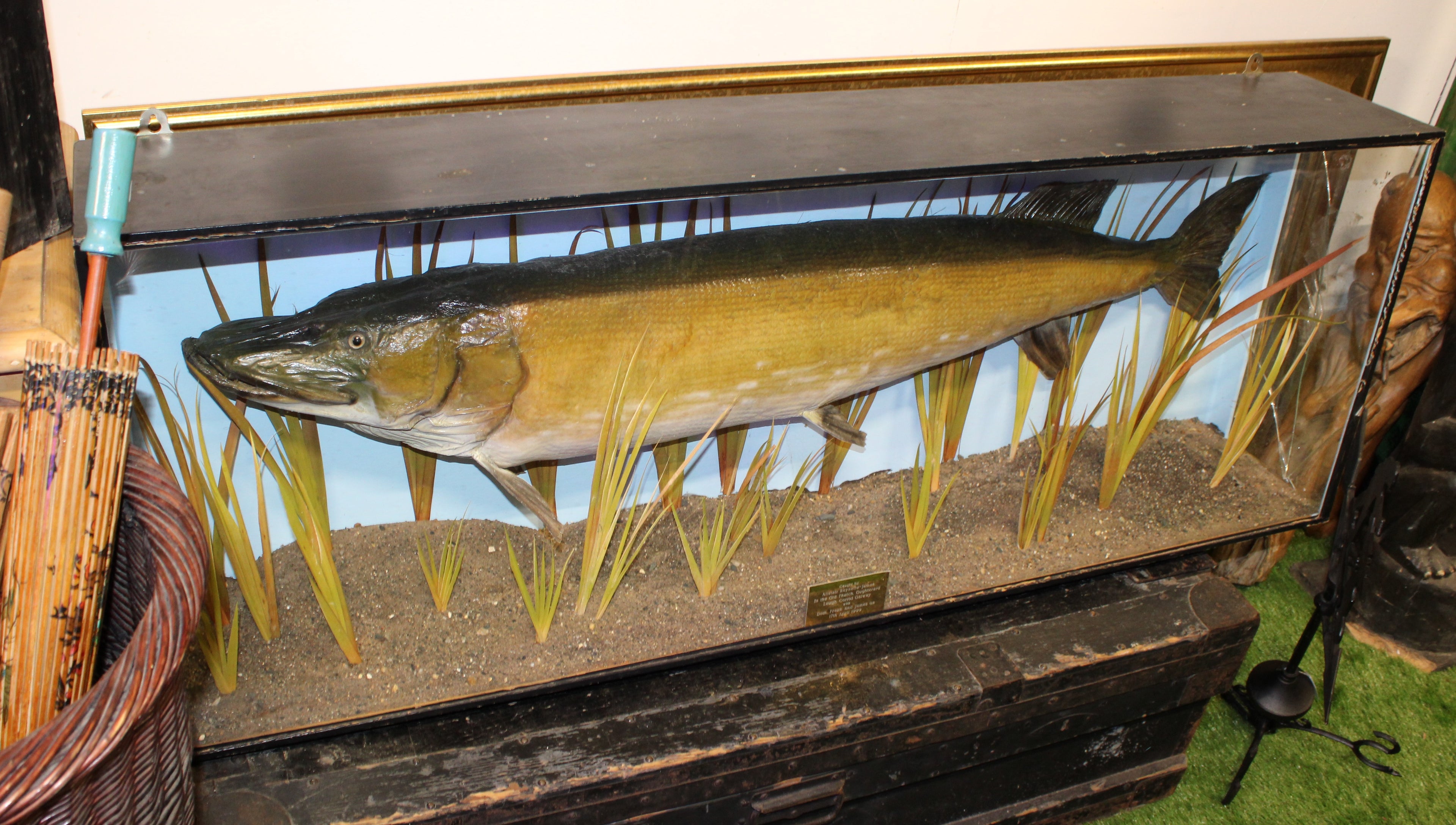 Large PIKE Fish Mounted in Glass Cabinet - 135cm Wide