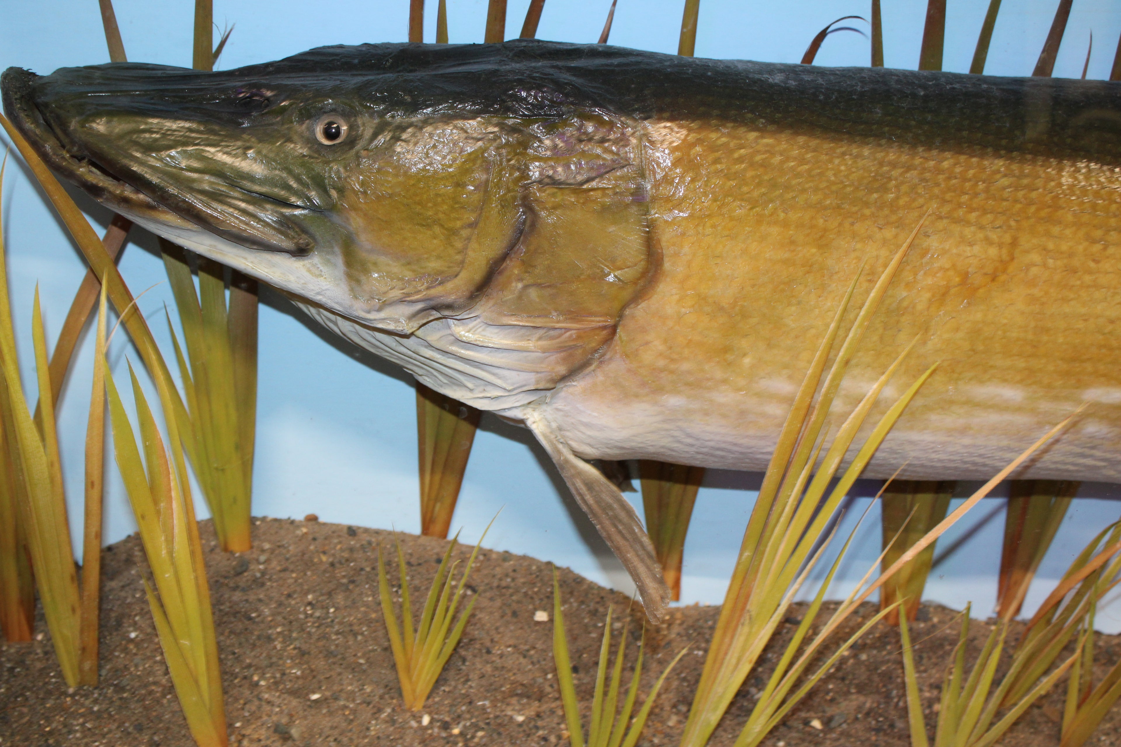 Large PIKE Fish Mounted in Glass Cabinet - 135cm Wide